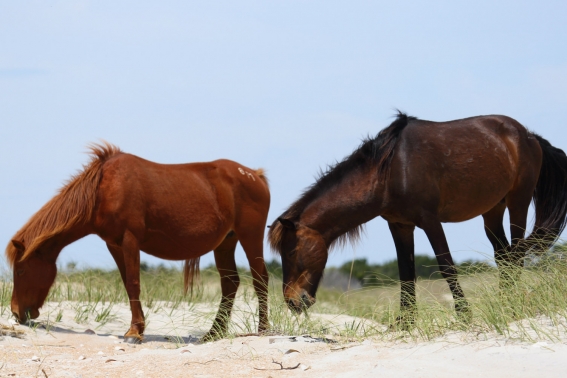 Wild Horses Strolling Along the Outer Banks Beach
